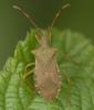 Gonocerus acuteangulatus